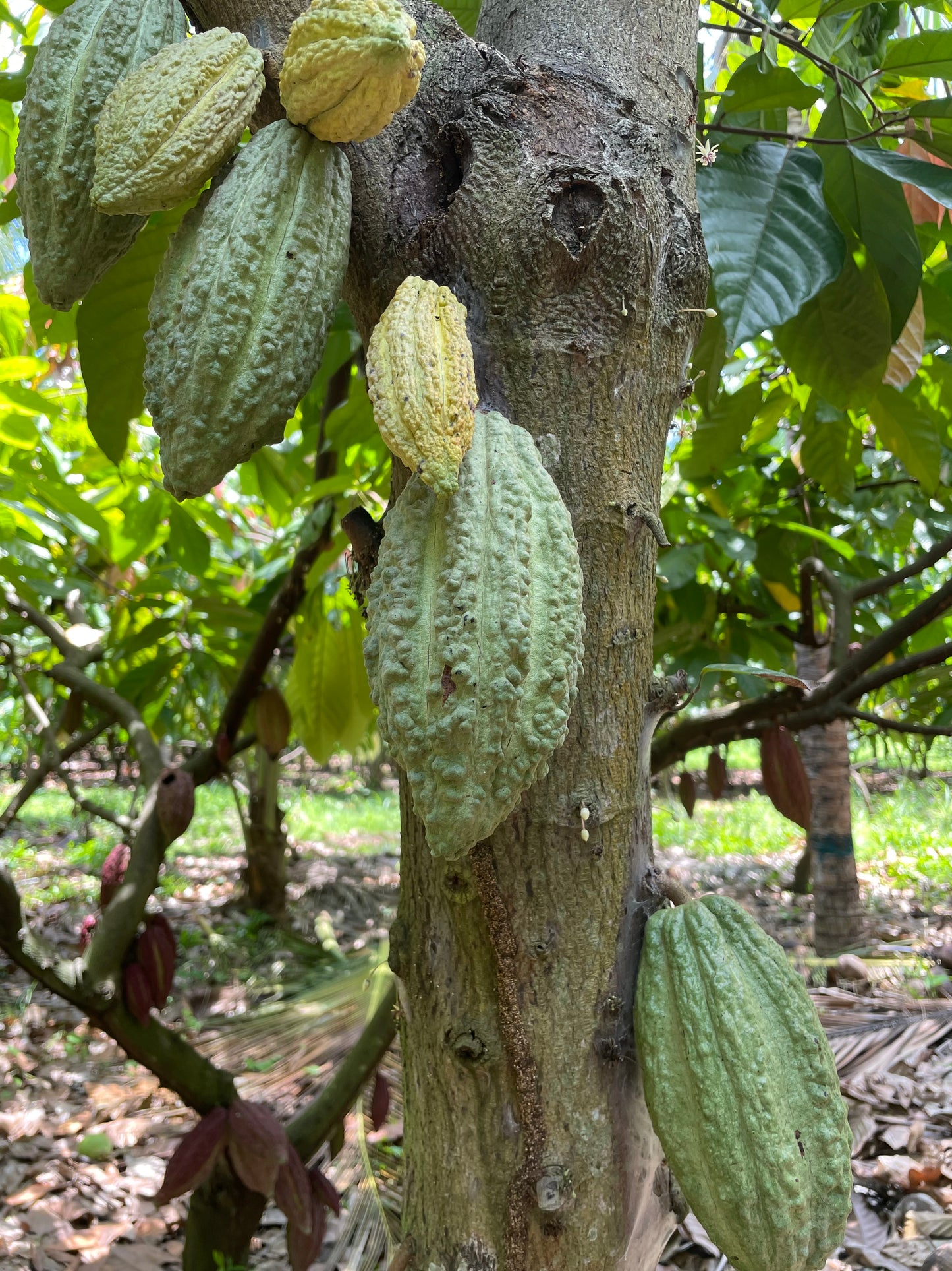 Tavoletta di Pasta di Cacao 100% · Tláloc, El Salvador