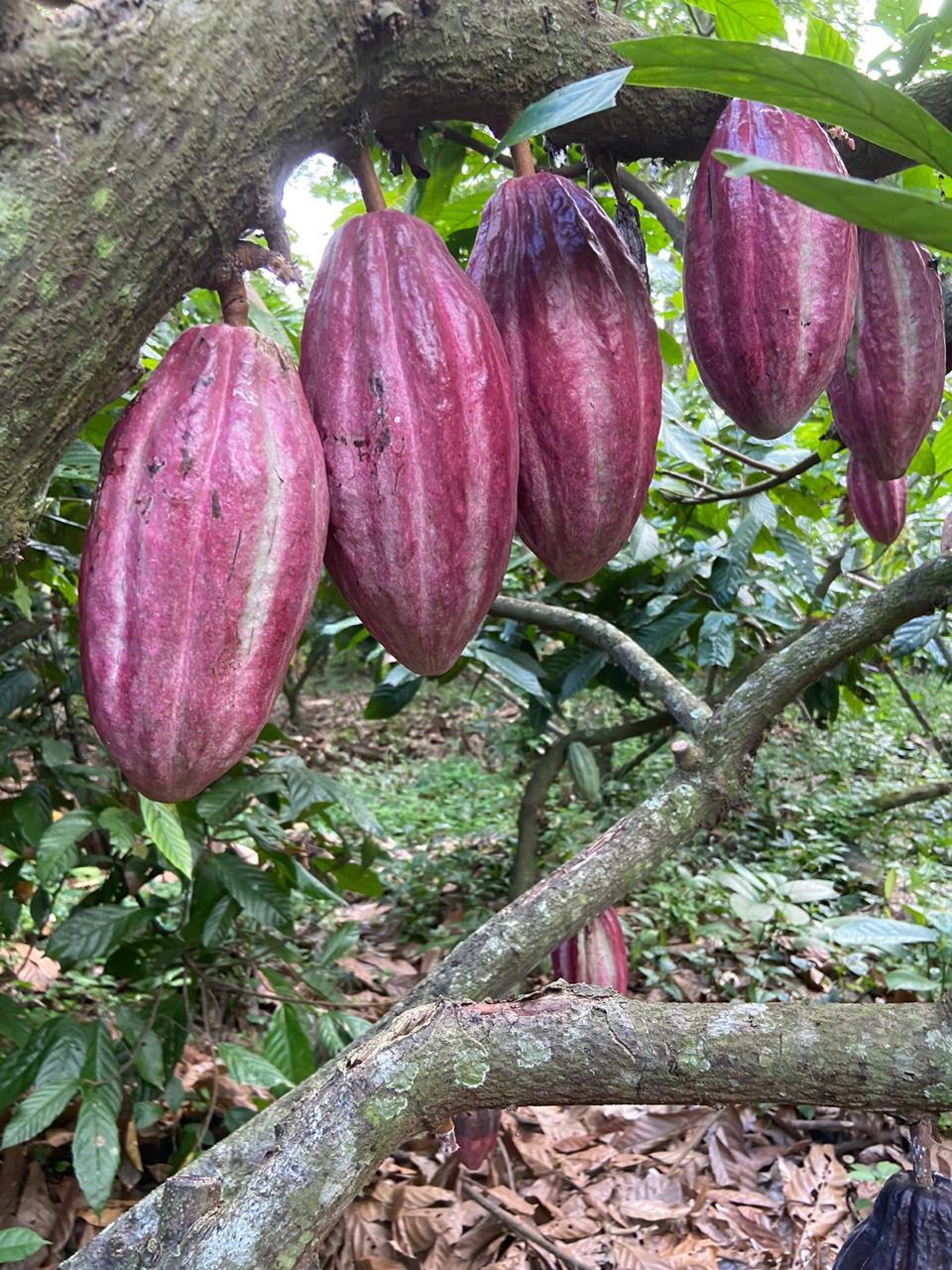 Ceremonial Cacao Nahua · Costa Rica