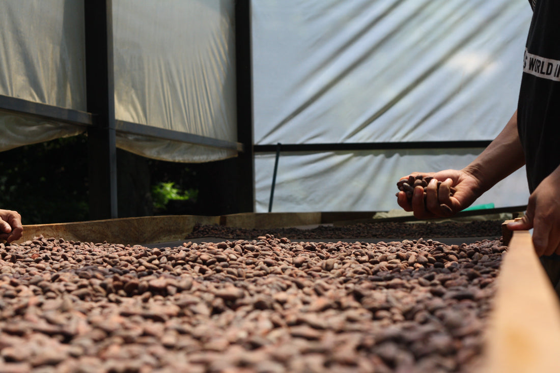 Cosa sta succedendo con il Cacao