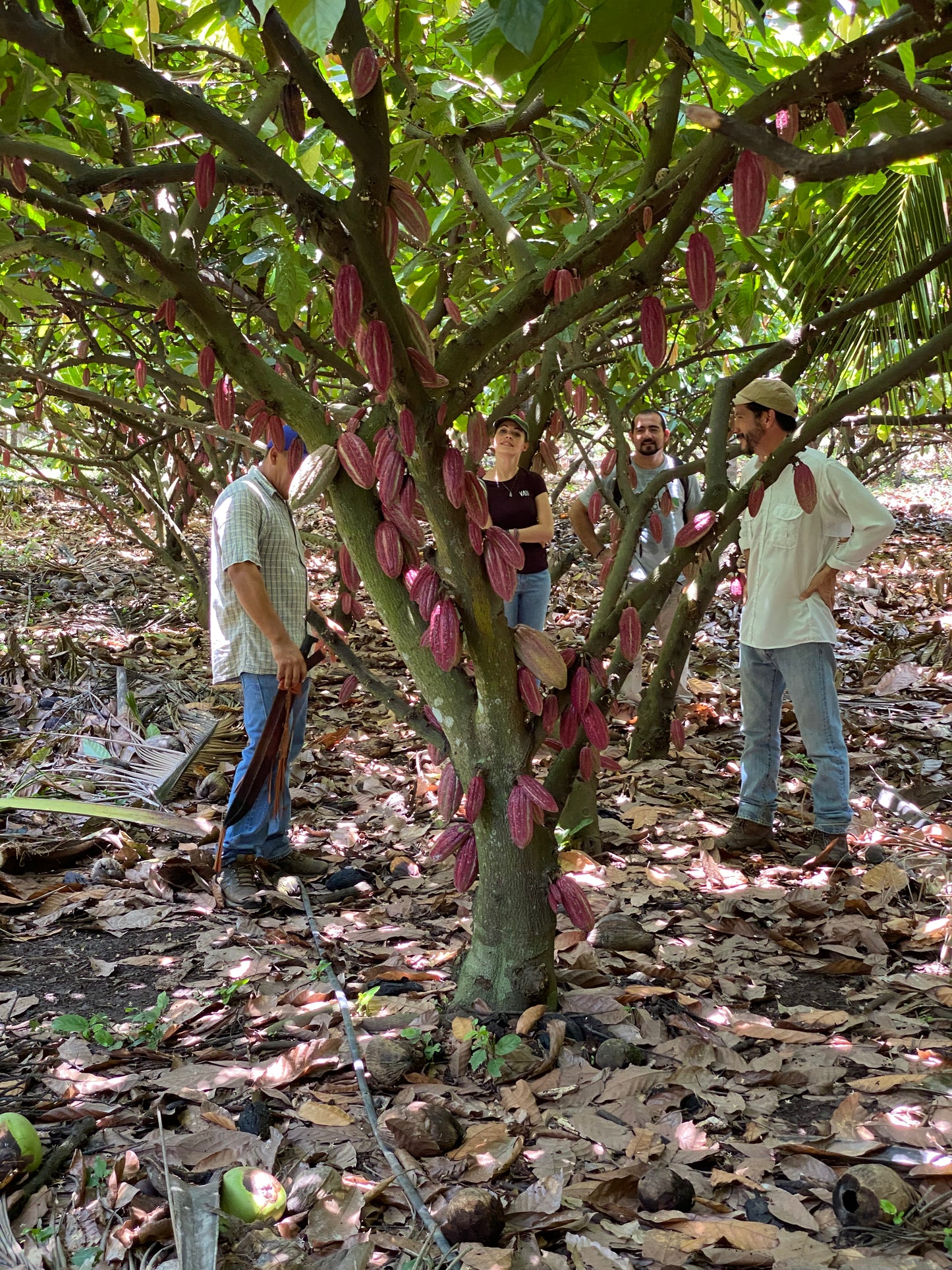 Ceremonial Cacao Tláloc - El Salvador